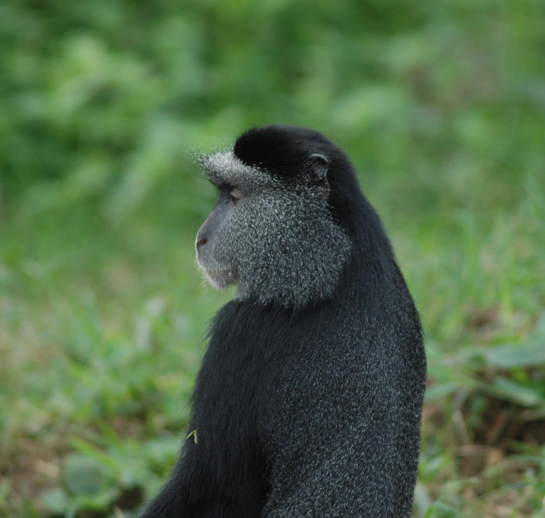 AM vigilant