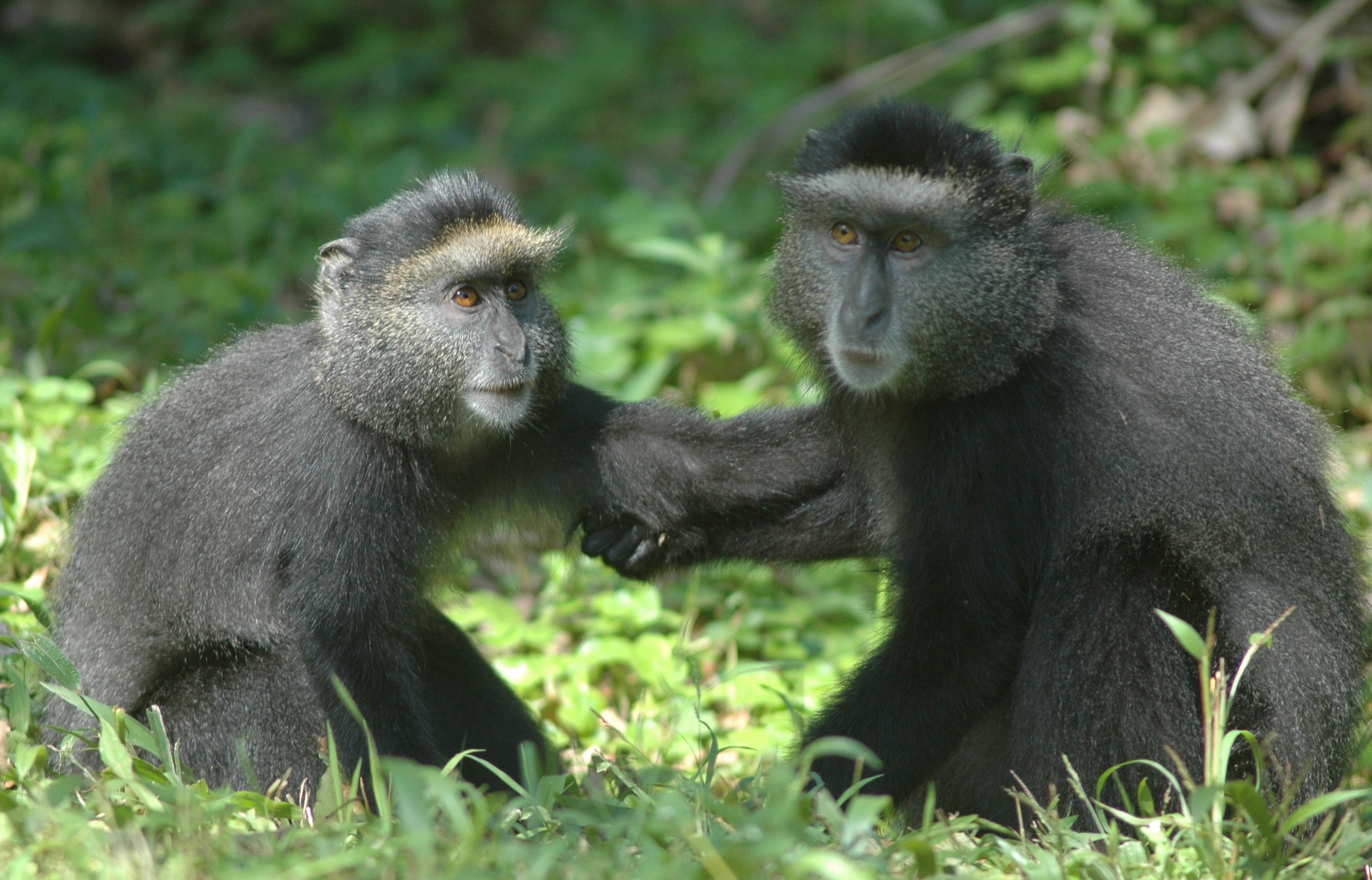 juvenile male play