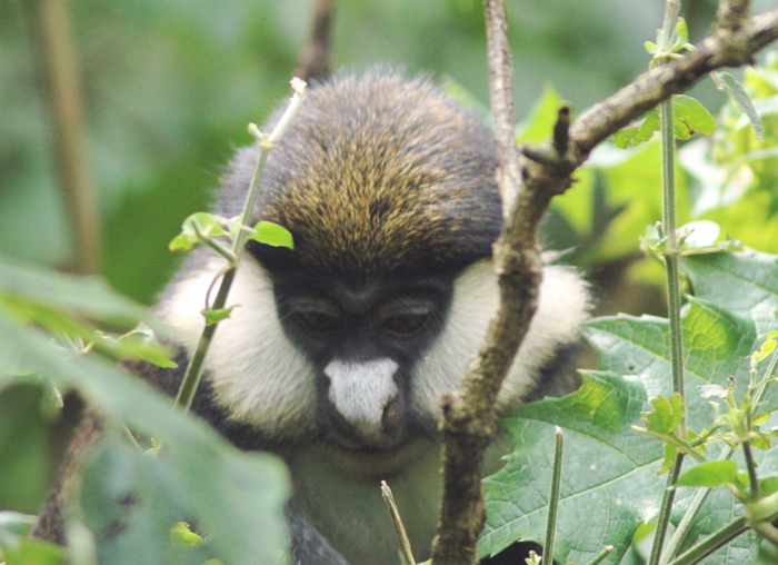 Redtail monkey
