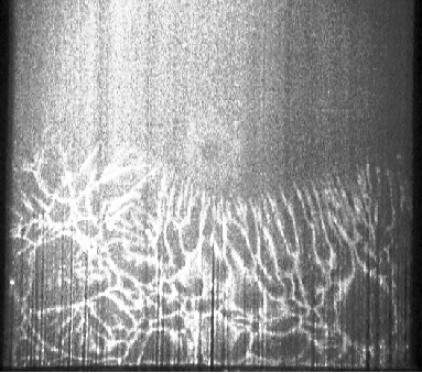 Carbon Nanotube Forest