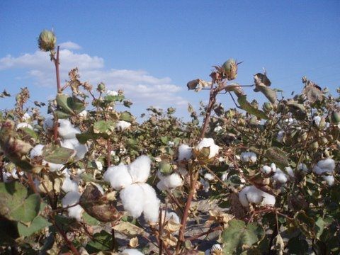 cotton