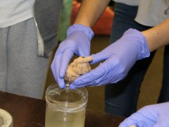 SHP103