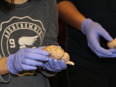 SHP129