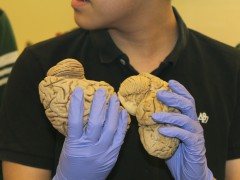 SHP131