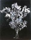 Ann Marie Heal