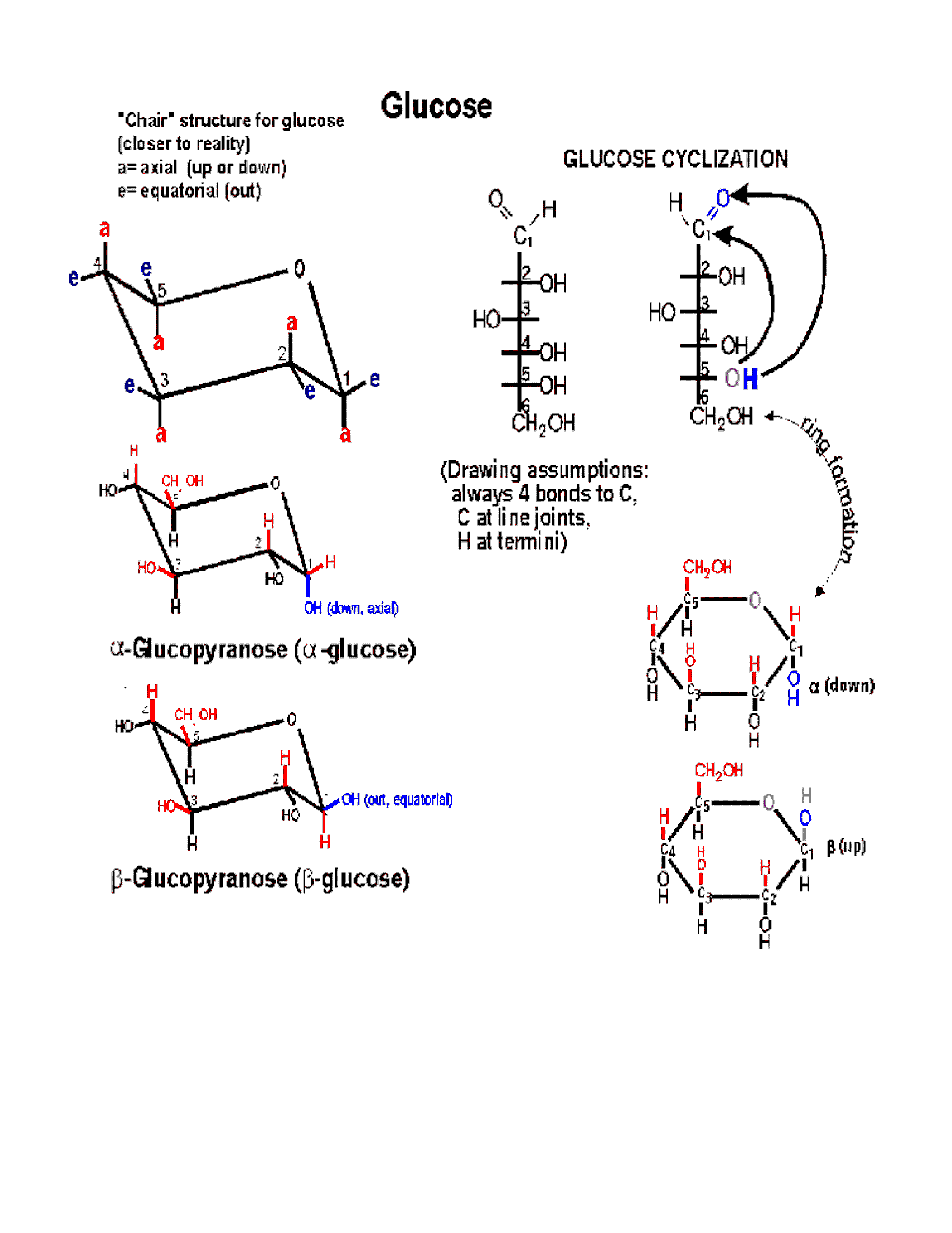 Glucose Ring Structure Formation
