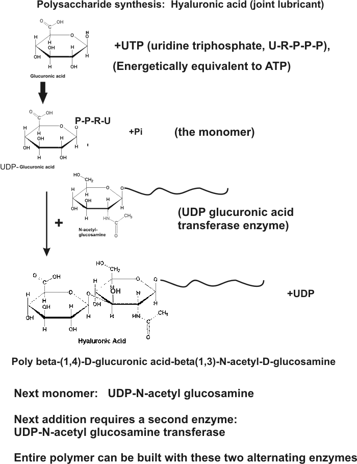 Udp Glucuronic Acid