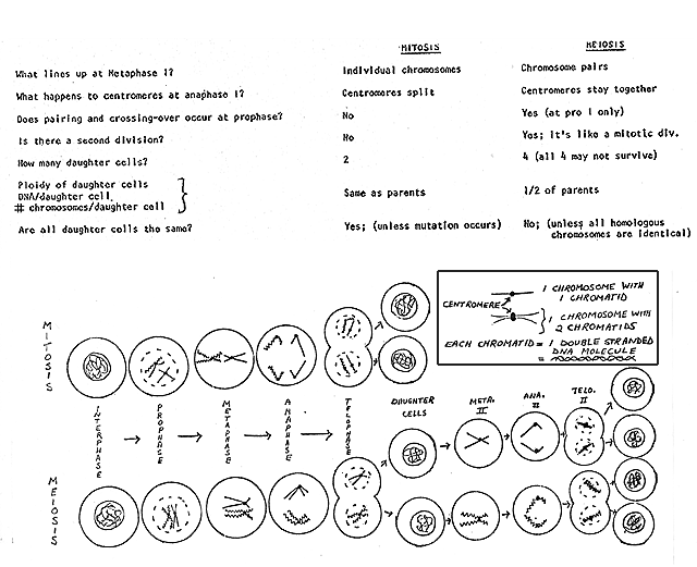 mitosis-sequencing-worksheet-answers-tutore-org-master-of-documents