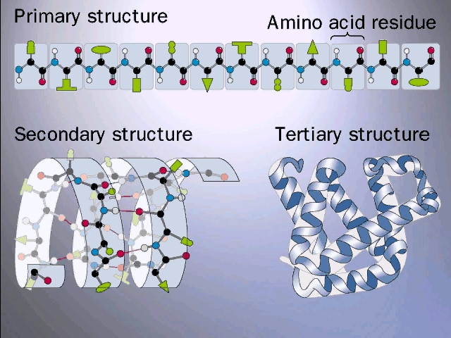 How Dna Is Copied. a piece of dna is copied