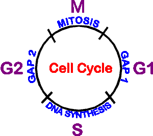 cell_cycle4.18.gif (3252 bytes)