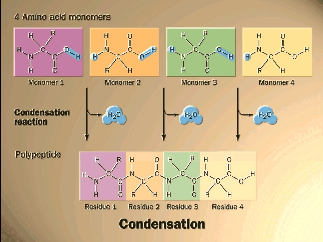 By convention, the amino group is written on the left for ... polypeptide bond diagram 