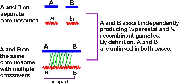 recombinant type gametes are formed because of