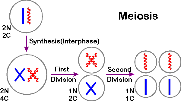 chromosomes in cell. What happens in a cell with