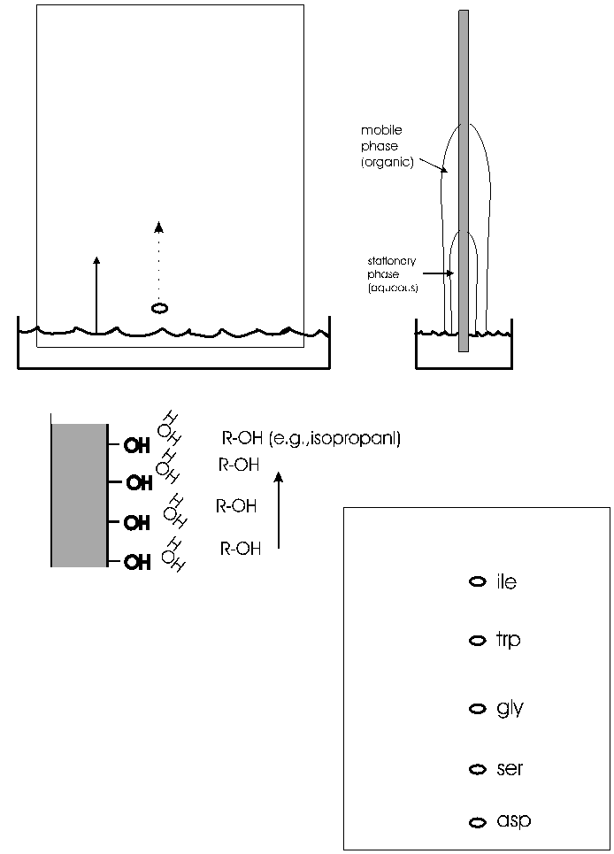 Separation of amino acid mixture by paper chromatography