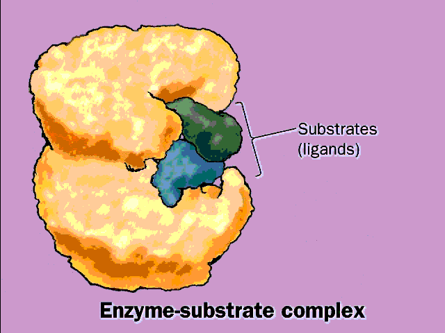 Enzyme Substrate Complex. ACTIVE SITE of the enzyme.