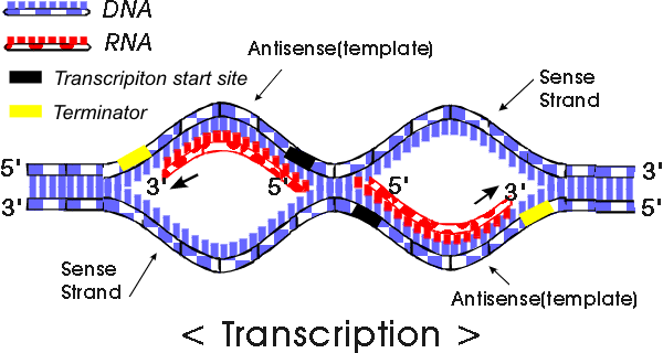 what is the template strand also called