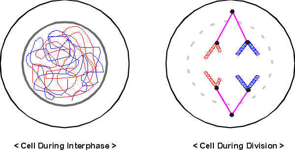 differences between dna and rna. differences between dna and rna. The difference between the two