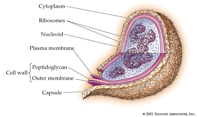 Animal Cell Organelles. cell [Purves6ed 4.3].)