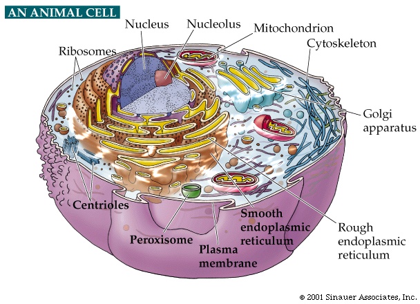 animal eukaryotic cell animal eukaryotic cell