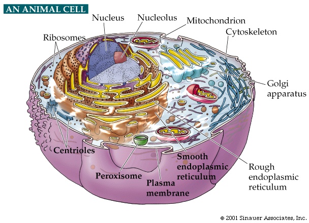 Click here for a better picture of a typical animal eukaryotic cell 