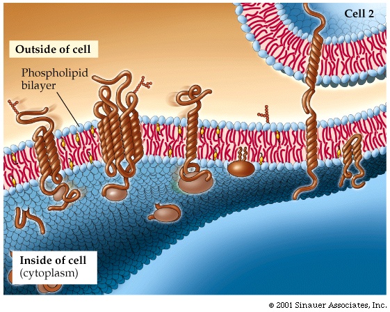 See a diagram of a cell cell membrane diagram. See a diagram of a cell