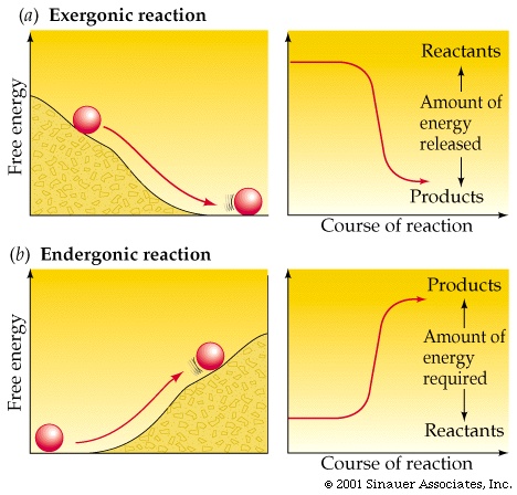 Catabolic and anabolic reaction difference