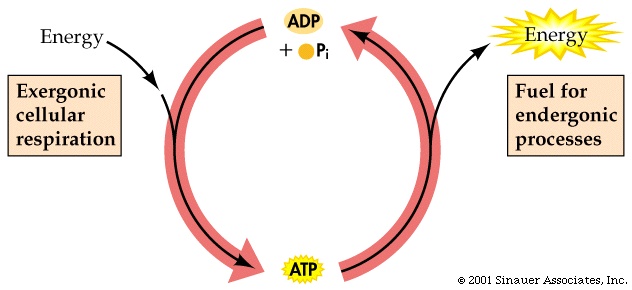 cellular respiration cycle. of Cellular Respiration