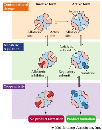 allosteric inhibition