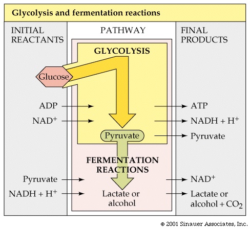 What is the equation for lactic acid fermentation after glycolysis?