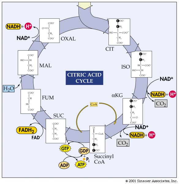 Atp Production Diagram