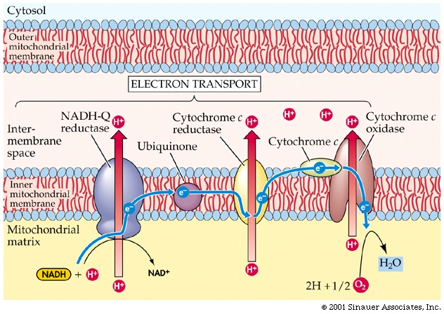 chemiosmotic theory