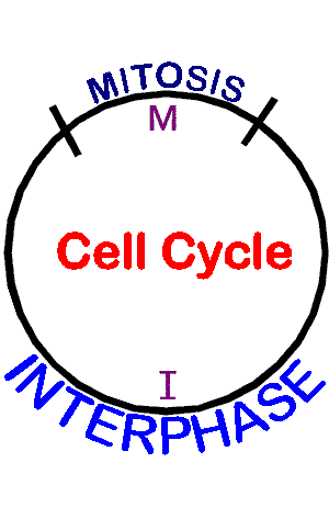 cell_cycle2.18.gif (5331 bytes)