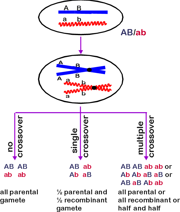 C2005F2401 Lect 22 Biology Diagrams