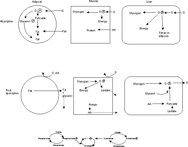 15 A -- Glucose Homeostasis; 15 B -- Lactation & Stress Response 15 A -- Glucose Homeostasis; 15 B -- Lactation & Stress Response