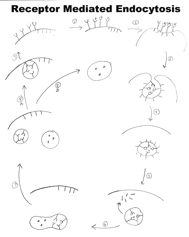 active vs passive transport pdf