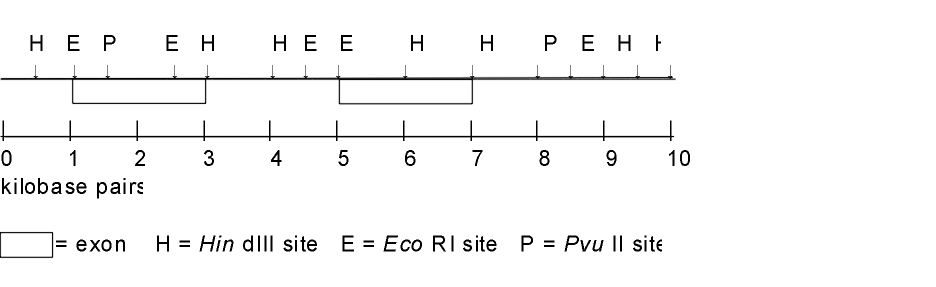 restriction-enzymes-worksheet-answers-ivuyteq