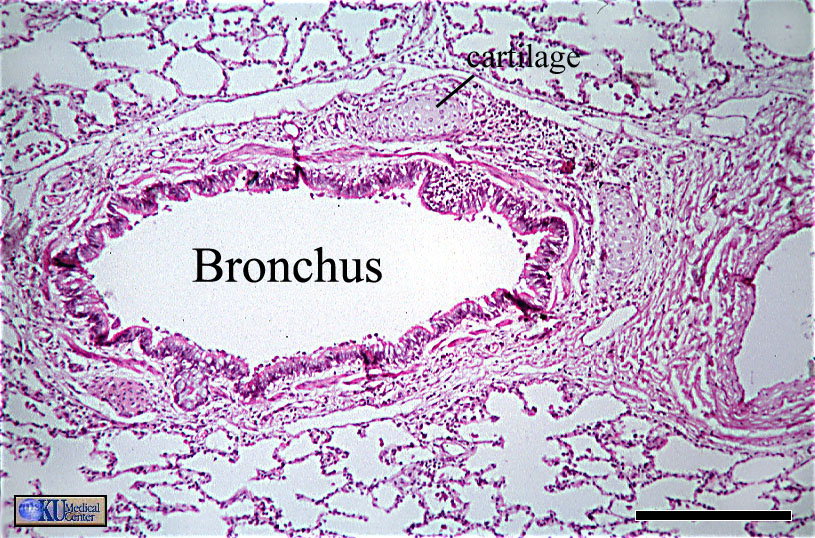 histological structure of the trachea