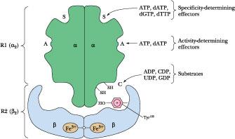 ribonucleotide reductase