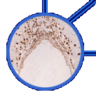 research highlight
