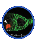 research highlight