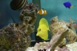 Nemo1 