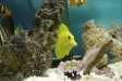 Nemo2