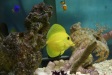 Nemo3