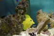 Nemo4