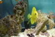 Nemo5