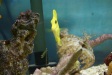 Nemo6