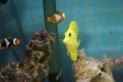 Nemo7
