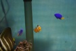 Nemo8