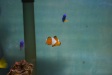 Nemo9