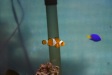 Nemo11